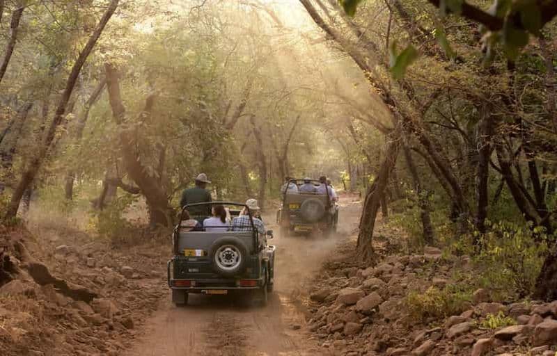 Billet Delhi : excursion de 3 jours au parc national de Ranthambore avec safari.