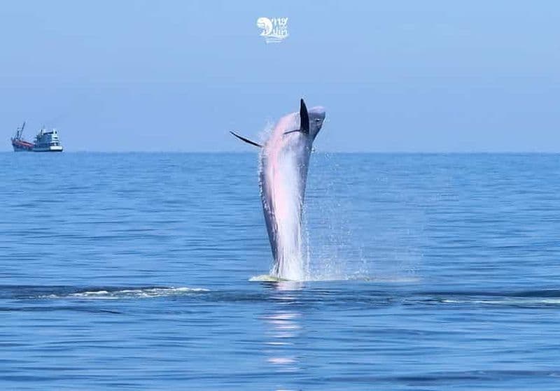 Bangkok : Observation des baleines avec petit-déjeuner et déjeuner