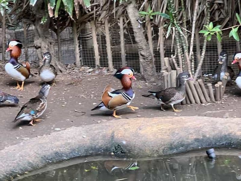 Visite privée du monde des oiseaux, de Kirstenbosch et de Constantia