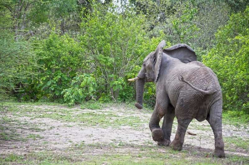Billet Excursion d'une journée de Zanzibar au parc national de Nyerere par avion