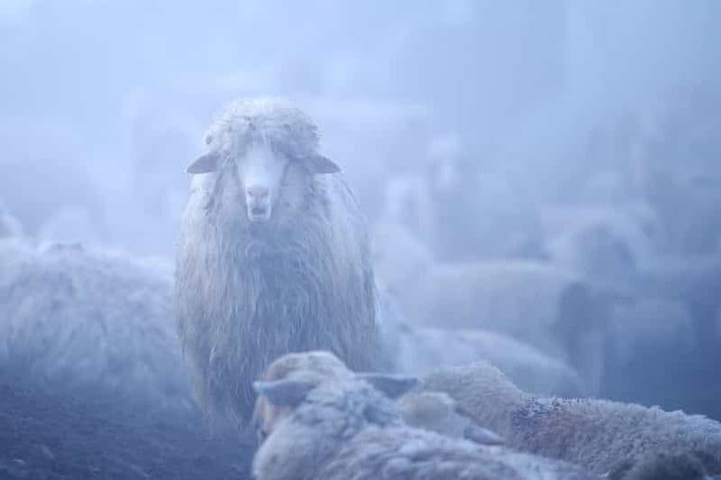 Cluj : cours privé de photographie de nature et d'animaux sauvages