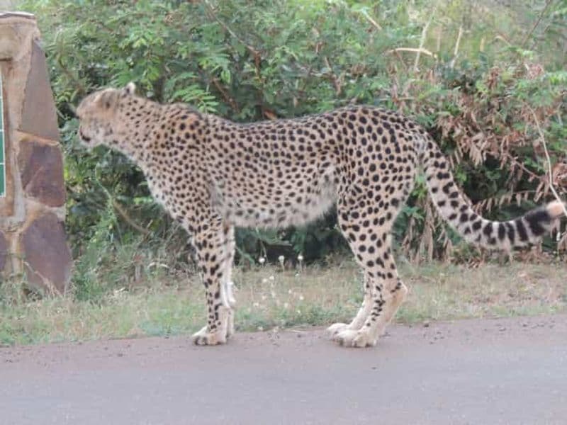 Billet Parc Marloth : Safari dans le parc national Kruger - Safari en voiture