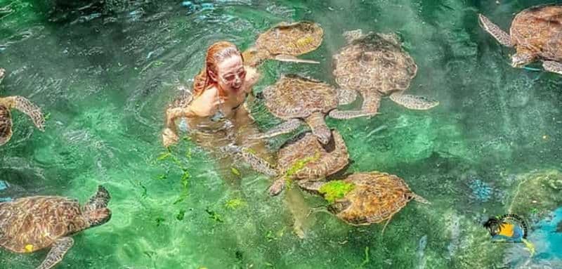 Billet Zanzibar : Baraka Aquarium Nourrissez-vous, nagez et faites de la plongée en apnée avec les tortues