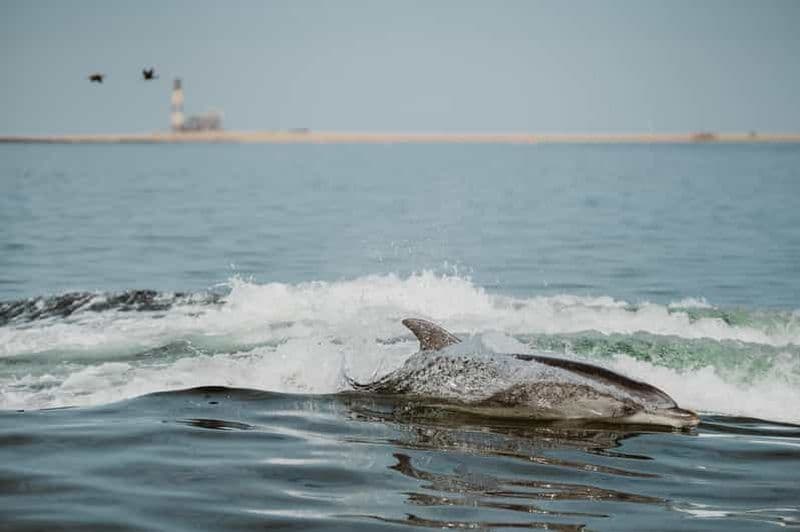 Walvis Bay : Croisière pour les dauphins de la côte namibienne avec déjeuner léger