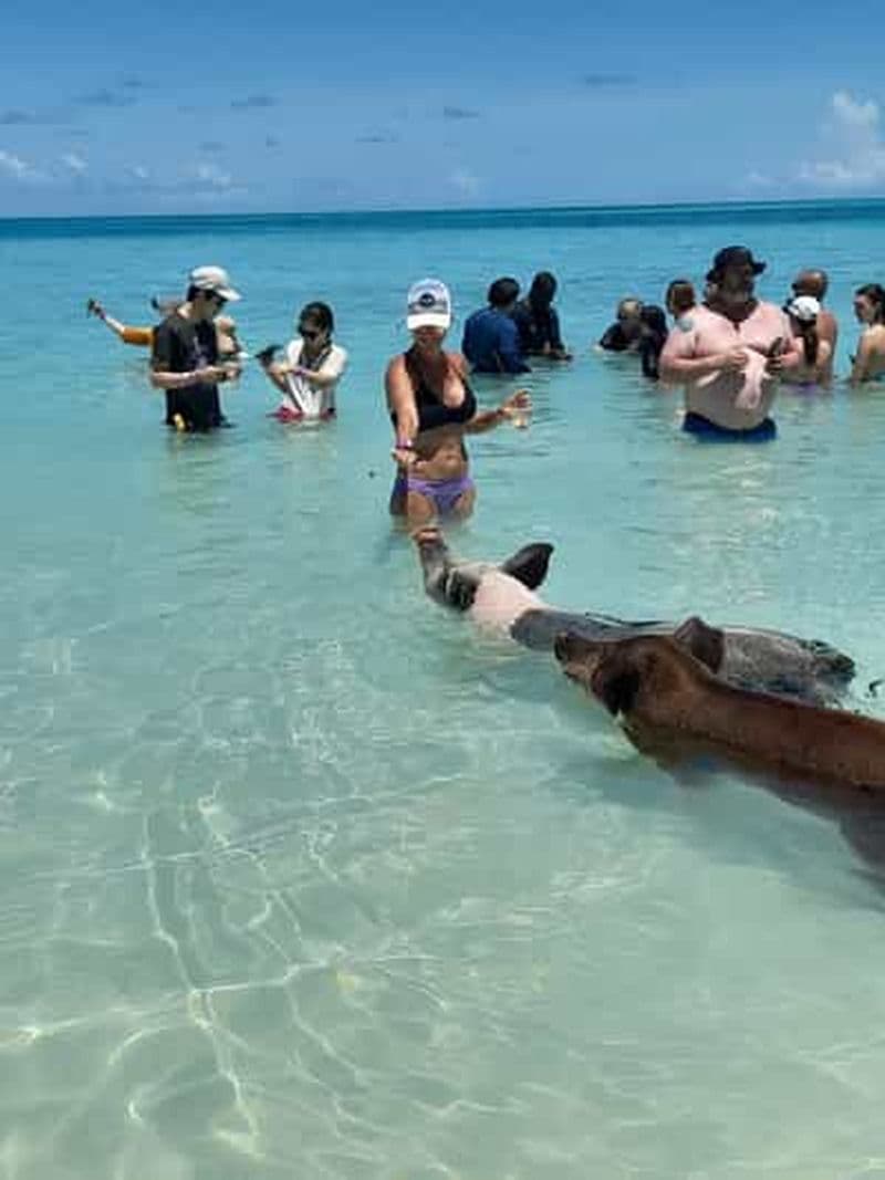 Billet Nassau : Baignade avec des cochons, plongée en apnée et visite touristique