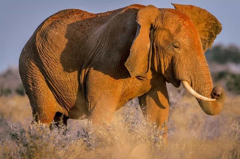 Billet Mombasa : Tsavo East Ngutuni Sanctuary Safari avec nuitée