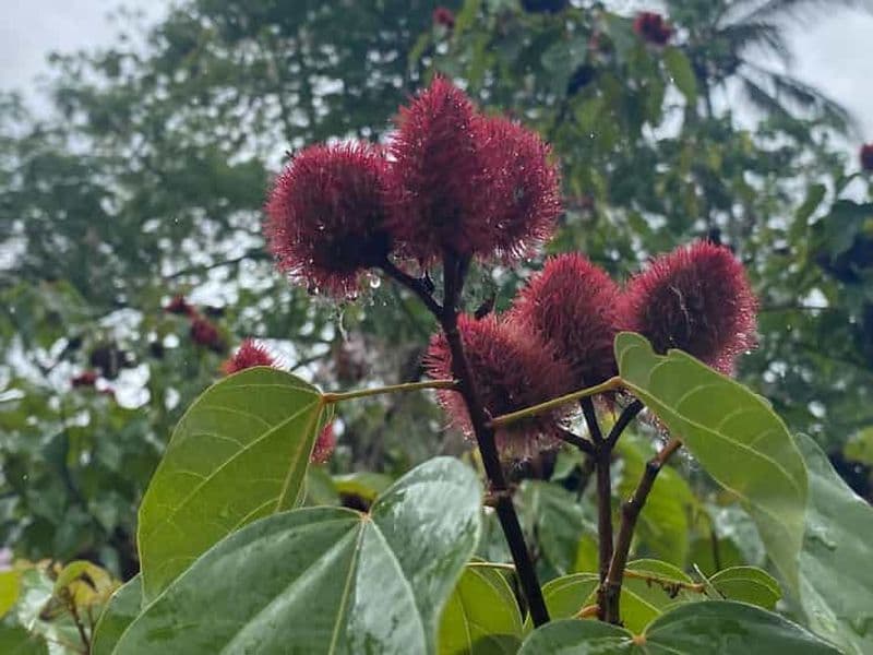 Billet Zanzibar : visite d'une ferme d'épices et de Stone Town avec déjeuner