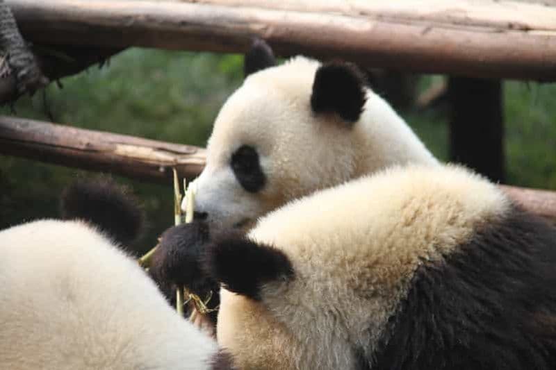 Billet Chengdu : Excursion d'une journée en groupe à la découverte du panda géant et du bouddha de Leshan