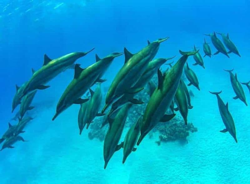 Nager avec les tortues de mer, grotte de Kuza, plage de Paje, déjeuner à The Rock