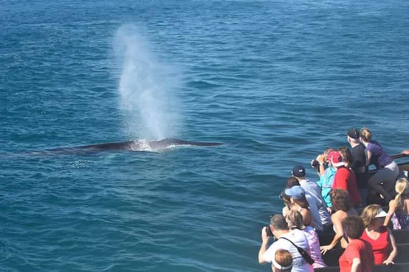 San Diego : Observation des baleines