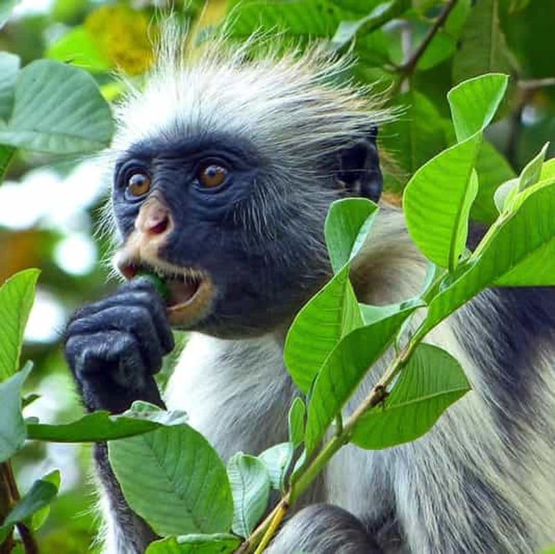 Billet Zanzibar : journée complète dans la forêt de Jozani + ferme d'épices et ville de pierre