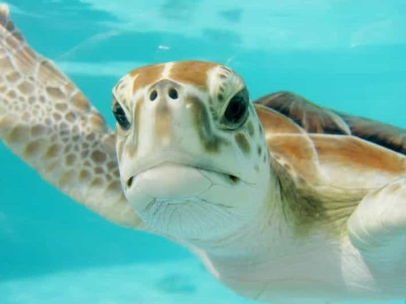 Billet Playa del Carmen : Nage avec les tortues d'Akumal et cénote souterrain