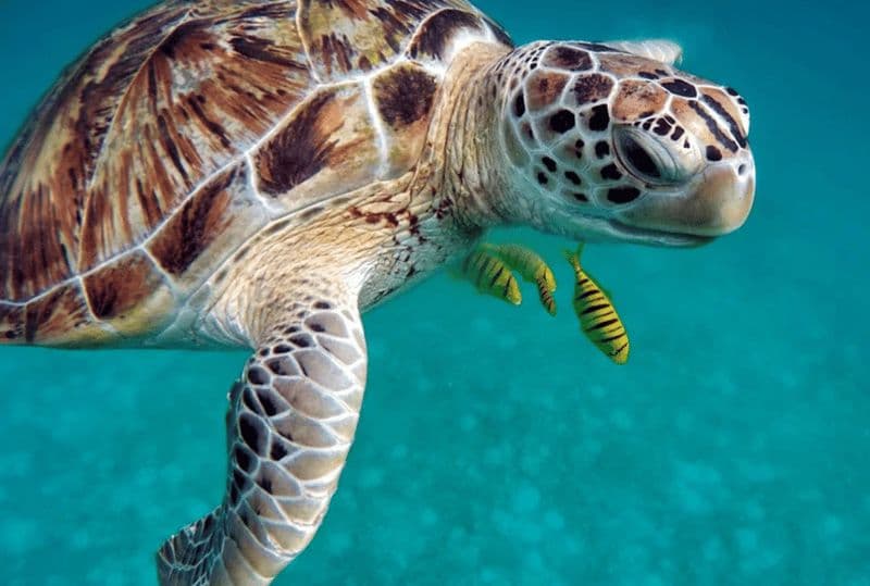 San Domino, Tremiti : visite guidée de snorkeling