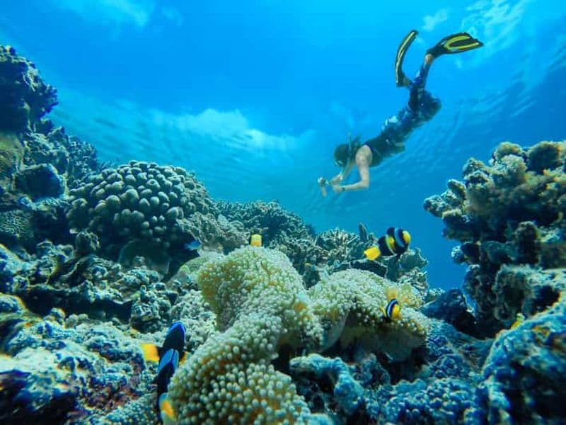 Billet Sharm : Excursion en mer sur l'île blanche avec plongée en apnée, plongée sous-marine et déjeuner