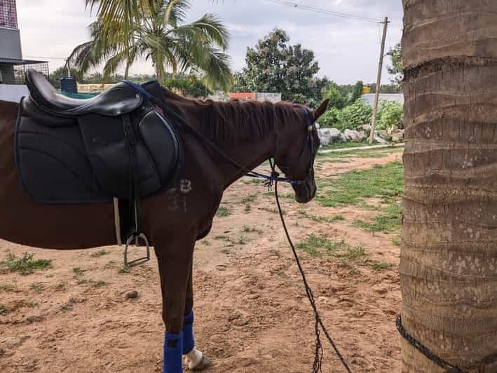 Bangalore : Safari à cheval