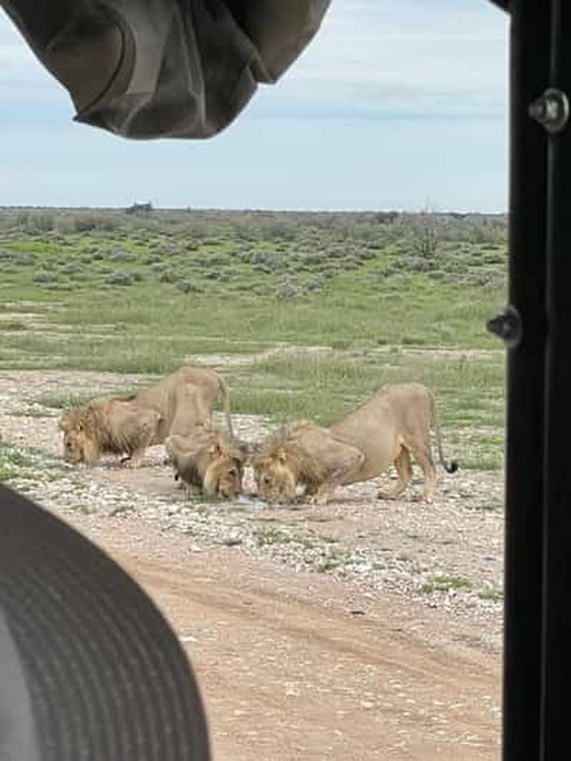 Billet Windhoek : safari de 3 jours dans le parc national d'Etosha