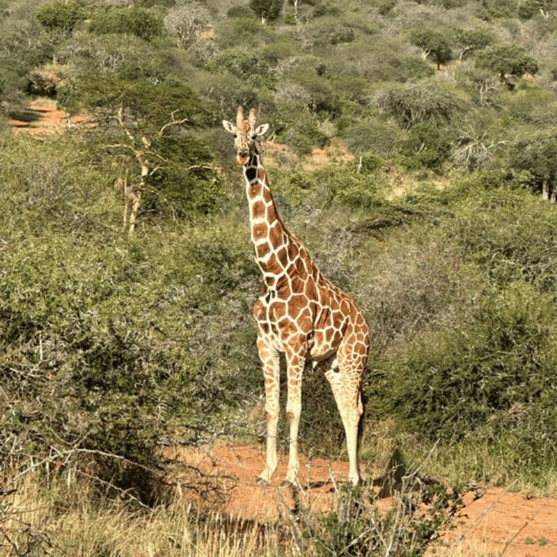 Safari dans la réserve de Bandia et bateau sur la lagune de Somone