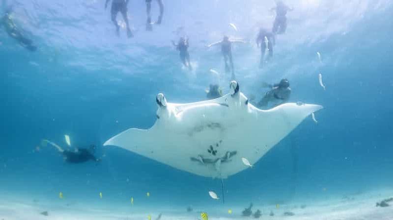 Coral Bay : Safari écologique marin - Nagez avec les raies manta