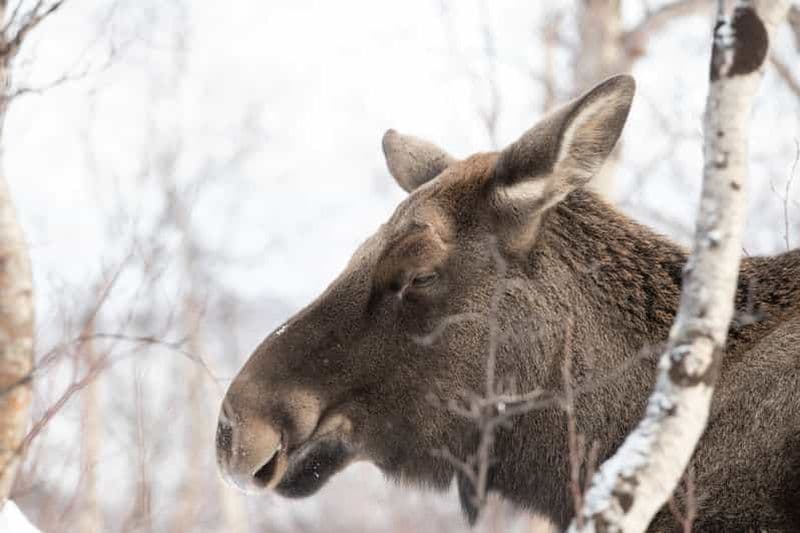 Billet Abisko : Randonnée en raquettes dans la nature