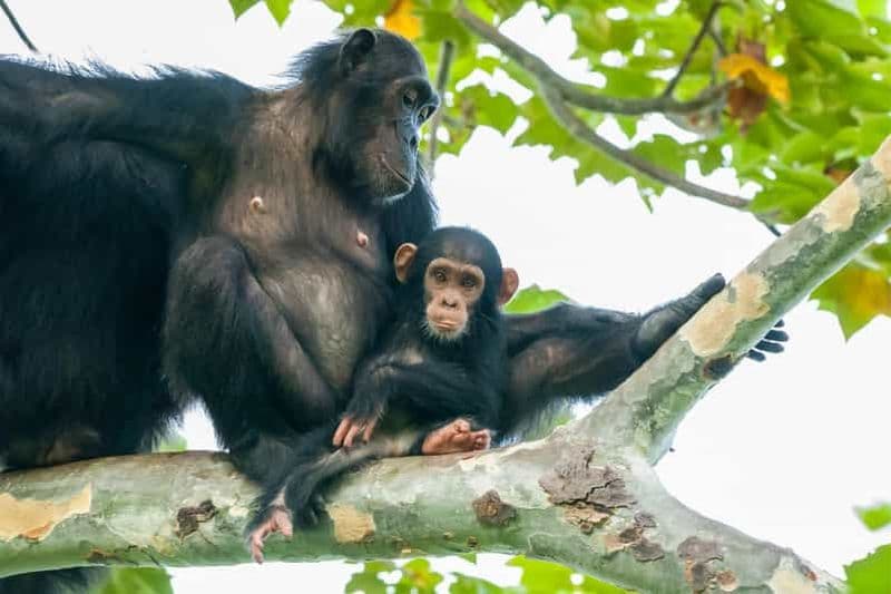 Billet KIGOMA : Excursion d'une journée à la rencontre des chimpanzés dans le parc national de Gombe