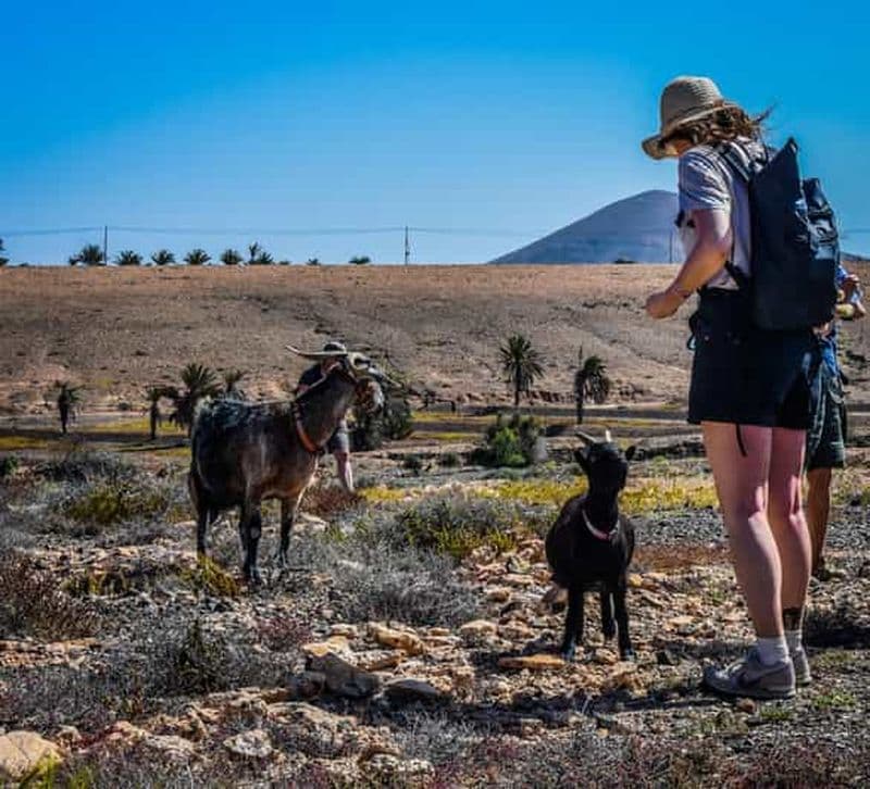 Fuerteventura : Visite guidée du trekking avec les chèvres de l'île