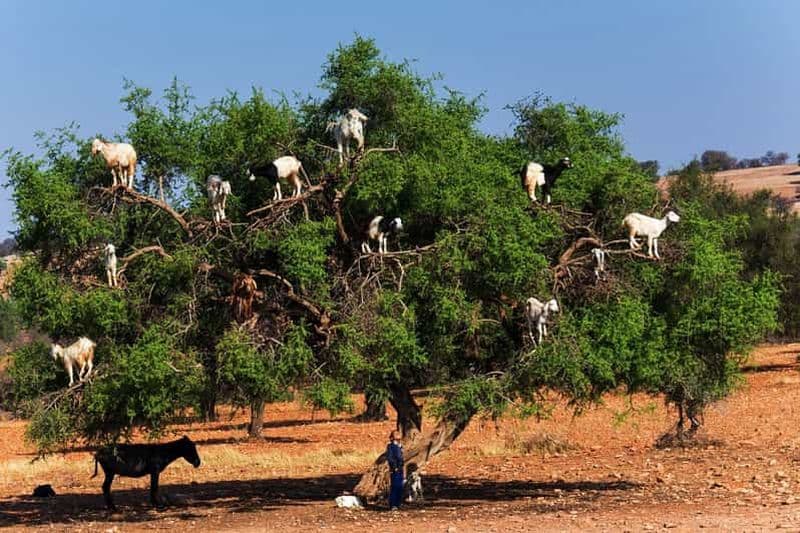 Agadir : safari dans la forêt d'arganiers et observation des chèvres dans les arbres