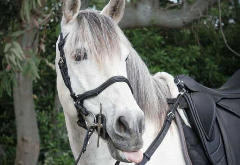 Pompéi : balade à cheval nocturne au pied du Vésuve et dîner