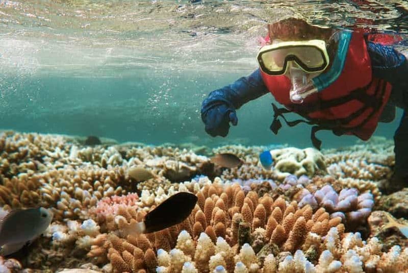 Billet Au départ de Zanzibar : tour en bateau à Mnemba avec plongée en apnée et observation des dauphins