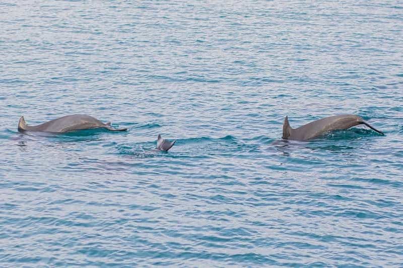 Billet Phuket : Excursion de plongée en apnée à Maiton, Coral et Racha Island