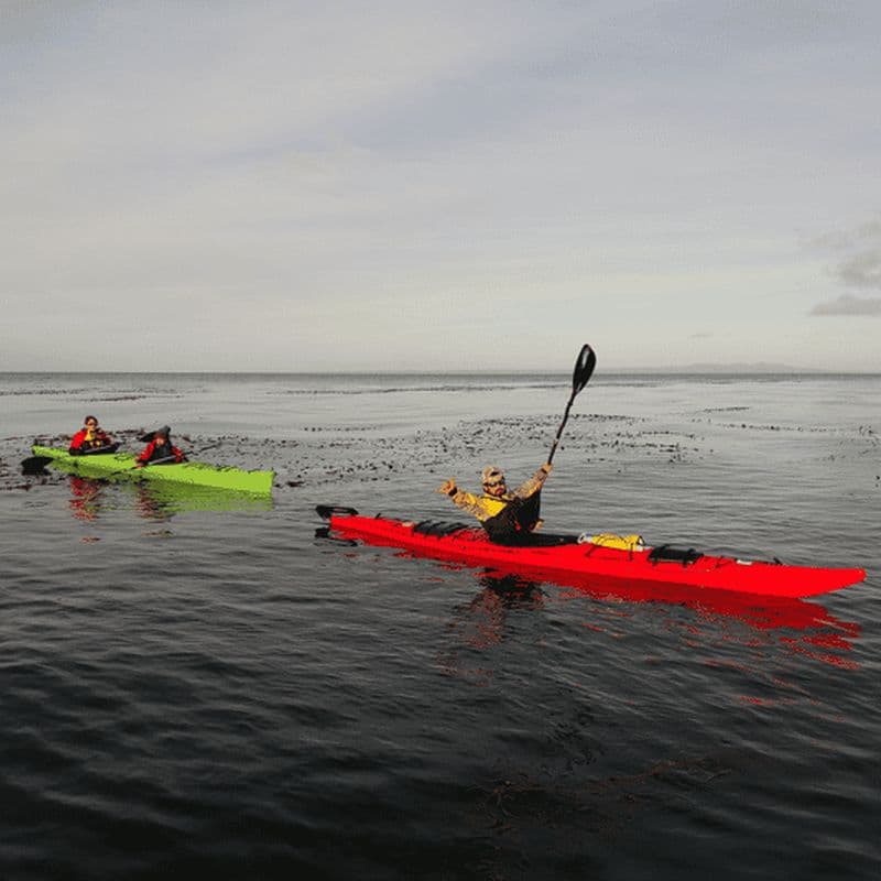 Punta Arenas : Excursion en kayak avec la faune et la flore