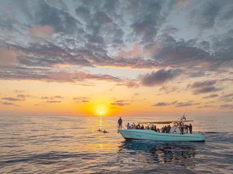 Depuis Alcudia : Excursion en bateau pour observer les dauphins au lever du soleil
