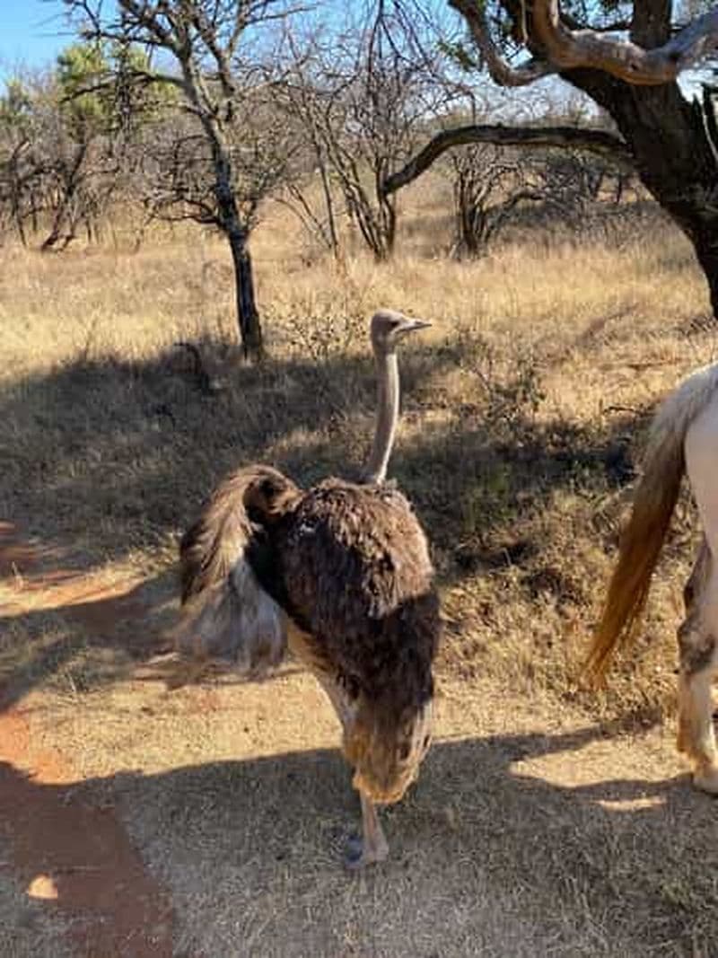 Harties Horseback Safari and Ziplining Adventure (safari à cheval et aventure en tyrolienne)