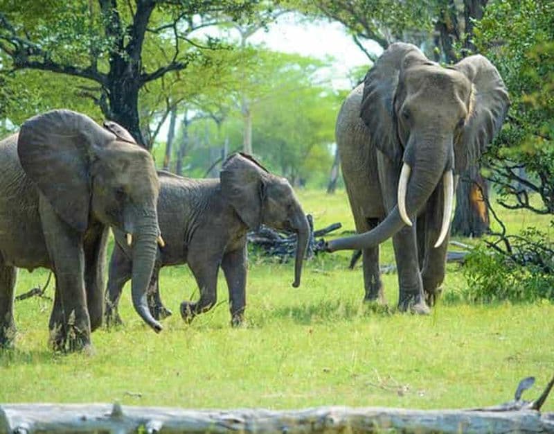 Billet Au départ de Zanzibar : Safari dans la réserve de Selous avec vols