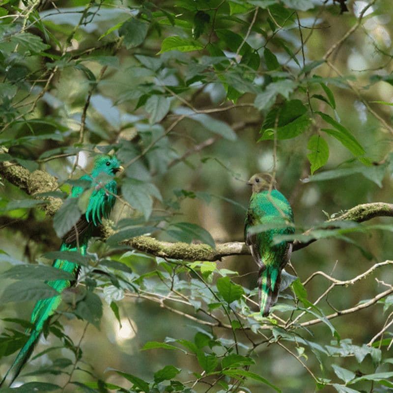 Billet Transfert privé de l'aéroport de San José à/de Monteverde