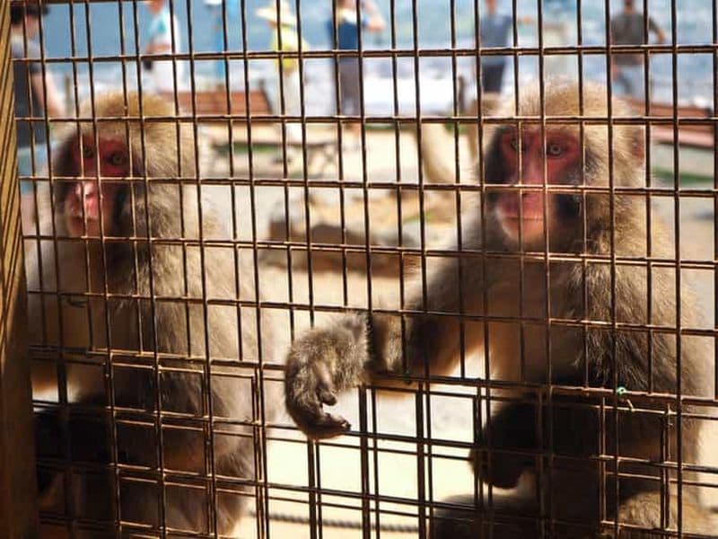 Arashiyama : Tour de tous les points forts avec train et croisière fluviale