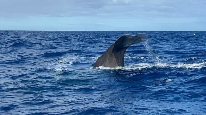 Maurice : observation privée et respectueuse de l'environnement des baleines