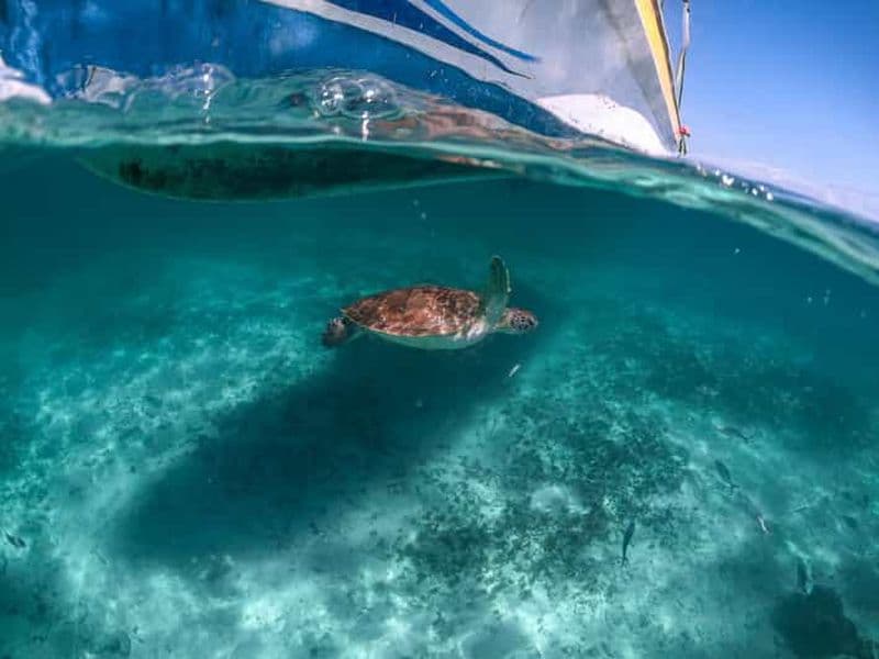 Billet Riviera Maya : Visite d'une demi-journée à la rencontre des tortues dans la baie d'Akumal