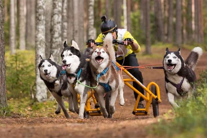 Billet Depuis Rovaniemi : Safari d'automne avec des huskies