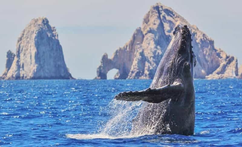 Billet Observation des baleines, Arco de Cabo San Lucas et descente à Playa del Amor