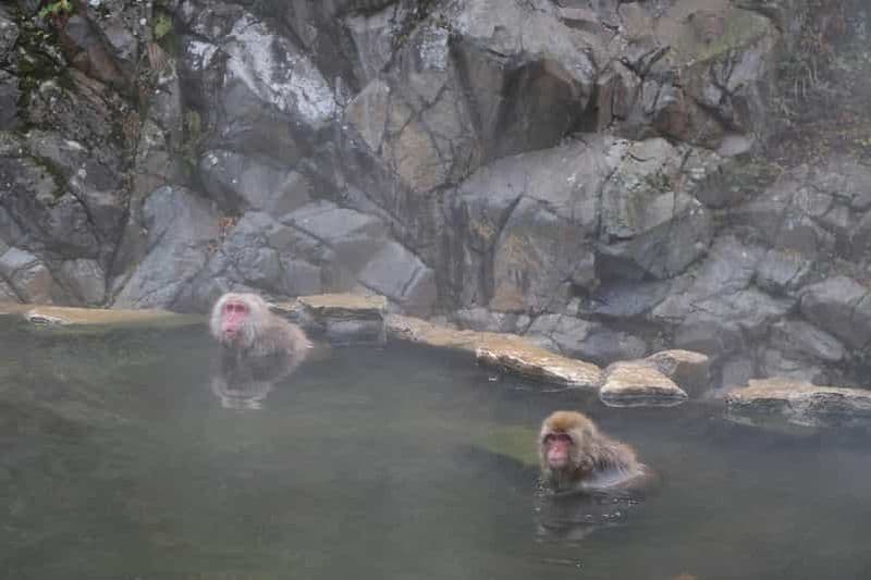 Billet Tokyo : visite d'une journée au parc des singes des neiges et au temple Zenko-ji