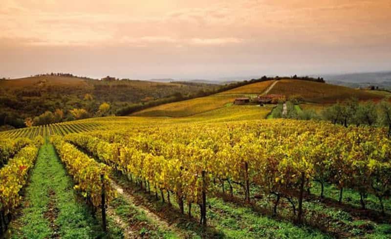 Au départ de San Gimignano : visite des vins de Brunello