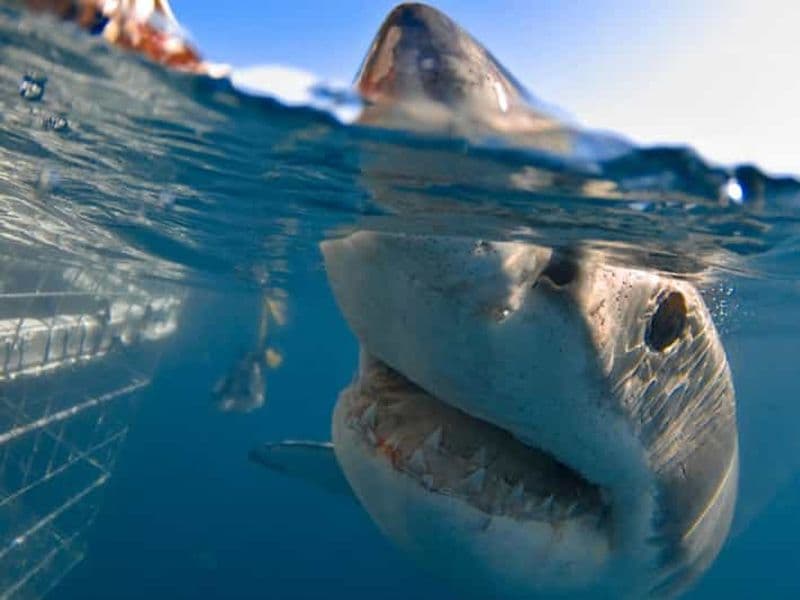 Billet Plongée en cage avec le grand requin blanc : Le Cap 6 heures