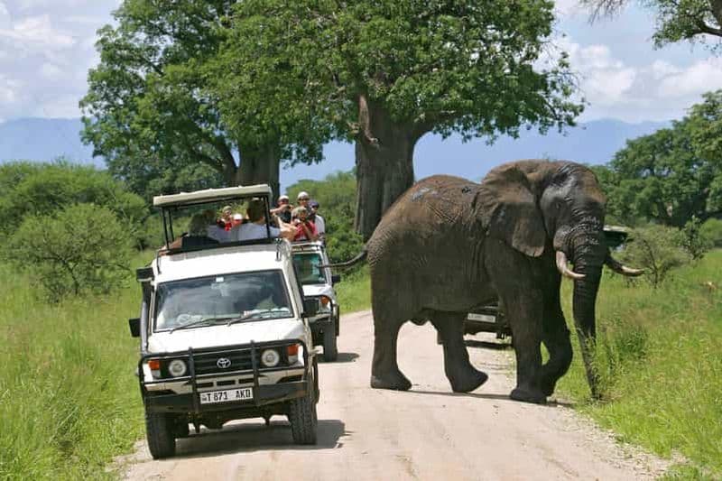 Billet Arusha: Safari animalier d'une journée au parc national de Tarangire