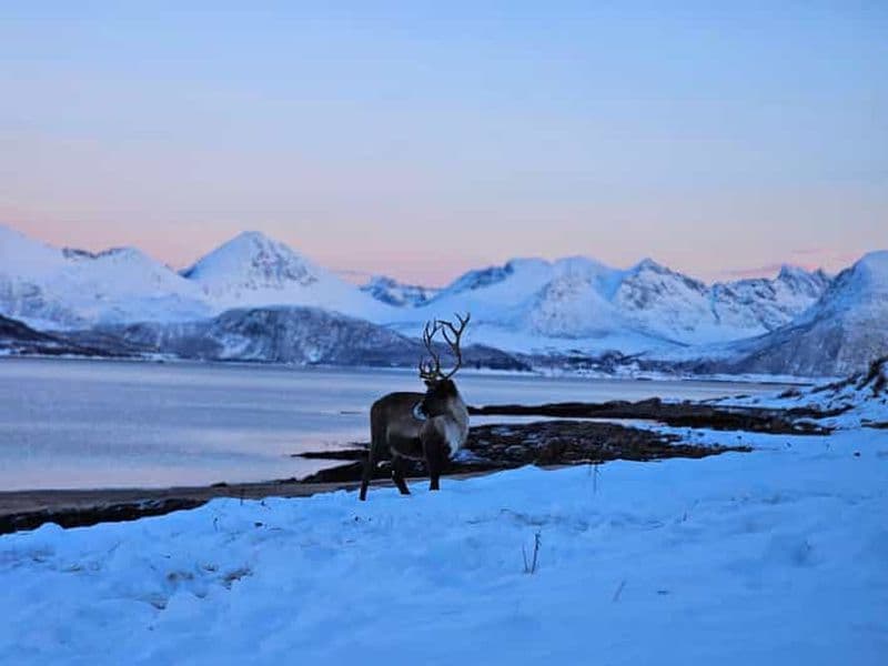 Billet Au départ de Tromsø : visite touristique de la faune arctique et des fjords en voiture
