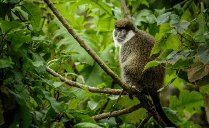Éthiopie : circuit de 10 jours de photographie animalière avec vols