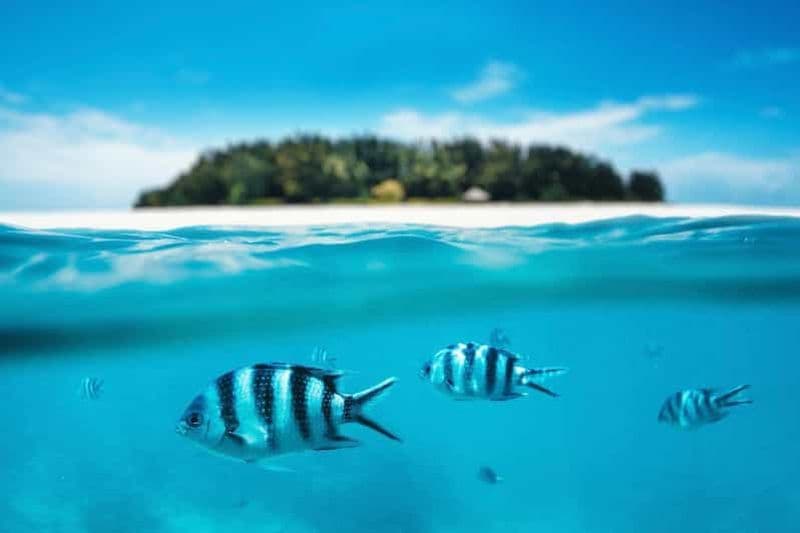 Billet Zanzibar : île de Mnemba, baignade des tortues à la plage de Kendwa
