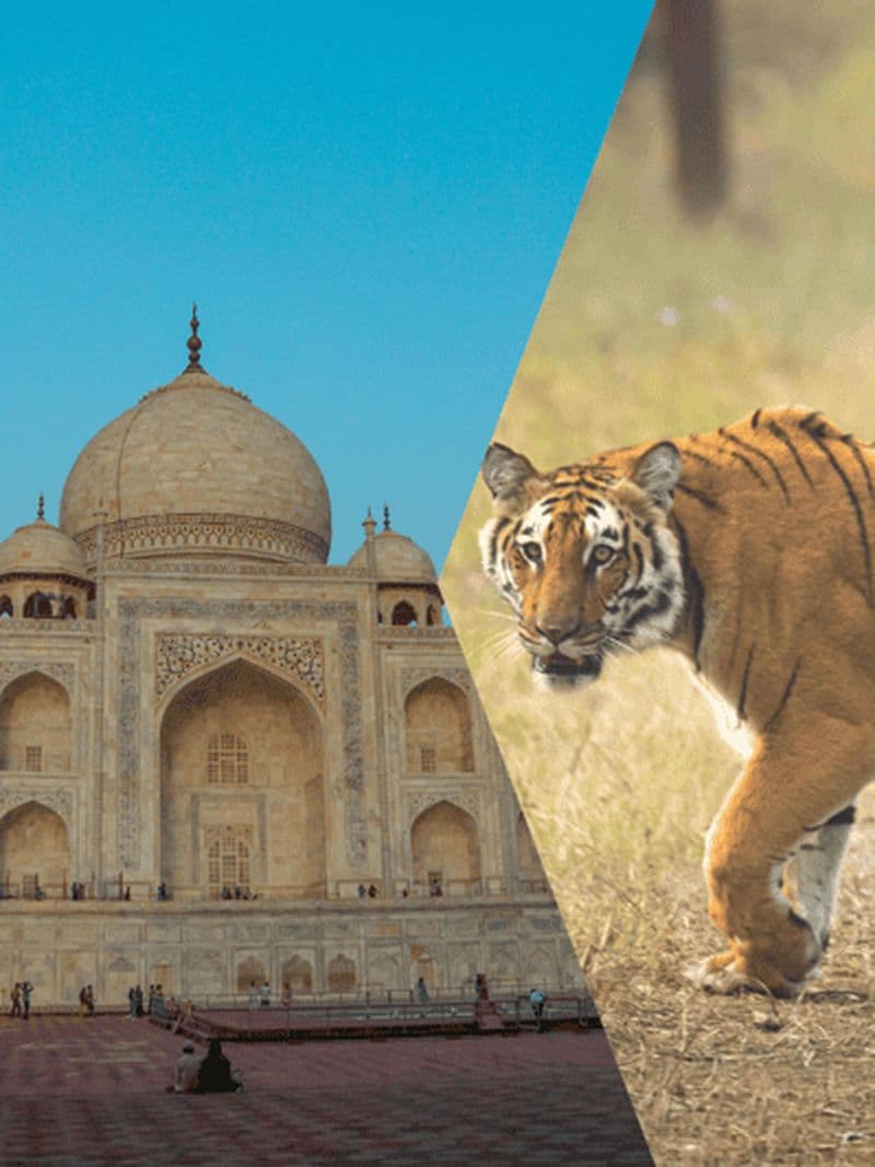 Billet Delhi Agra Jaipur Triangle d'Or Voyage de plusieurs jours avec Safari