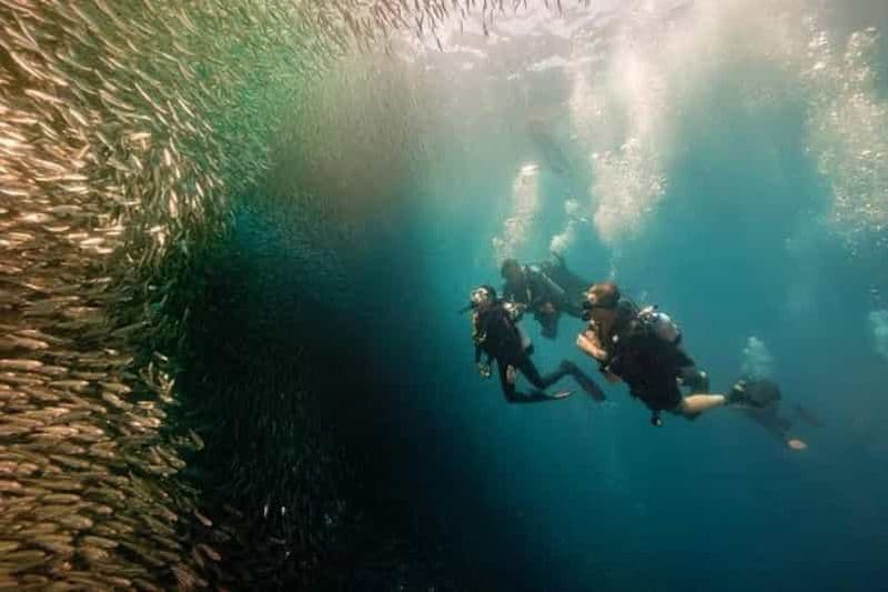 Cebu : plongée sous-marine à Moalboal, course de sardines et plongée en apnée à Pescador