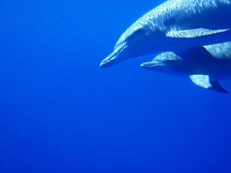 Rencontre privée avec les dauphins et observation des baleines