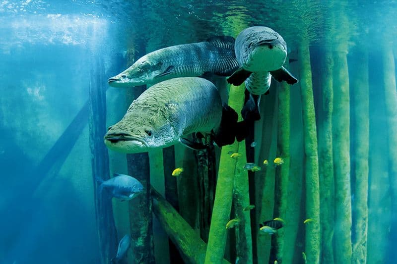 Saragosse : billet combiné d'entrée au parc d'attractions et à l'aquarium